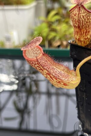 Close Up of Nepenthes hamata x klossii | Borneo Exotics | BE-4562 | IN25197