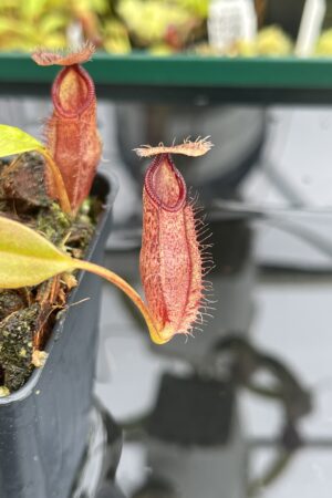 Close Up of Nepenthes hamata x (lowii x tentaculata) | Borneo Exotics | BE-4526 | IN24814