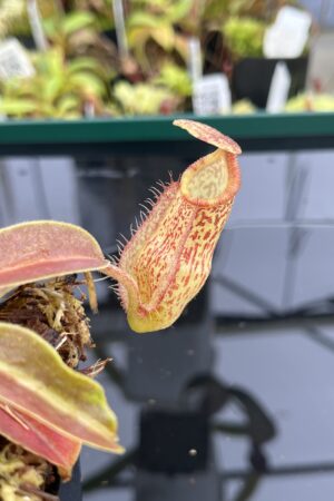 Close Up of Nepenthes hamata x maxima | Borneo Exotics | BE-4689 | IN24816