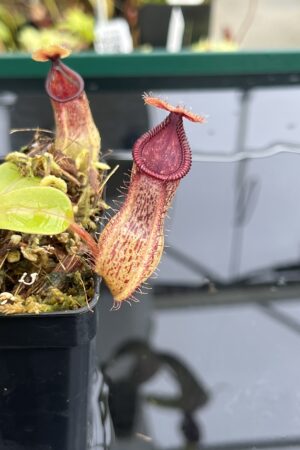 Close Up of Nepenthes hamata x truncata | Borneo Exotics | BE-4564 | IN24815