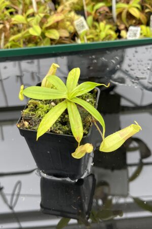 Close Up of Nepenthes insignis | Borneo Exotics | BE-3089 | L25155