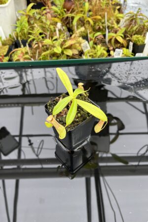 Close Up of Nepenthes insignis | Borneo Exotics | BE-3089 | L25161