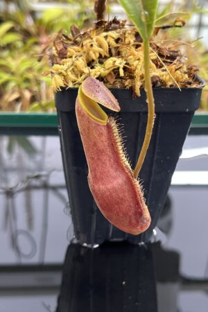 Close Up of Nepenthes izumiae | Borneo Exotics | BE-3925 | H24957