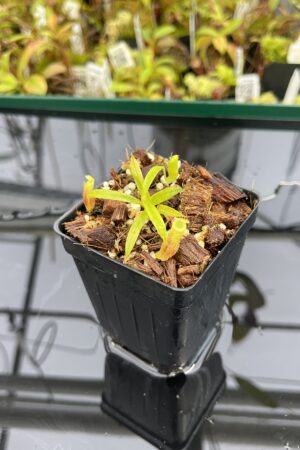 Close Up of Nepenthes jamban | Florae Collaborative | FC-026.IC | H24865