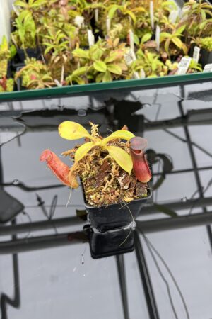 Close Up of Nepenthes klossii x lowii | Borneo Exotics | BE-4634 | H25077