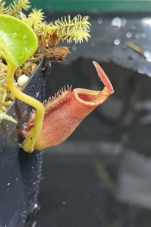 Close Up of Nepenthes lowii (Batu Lawi, Borneo) | Andreas Wistuba | AW-09 | H25234