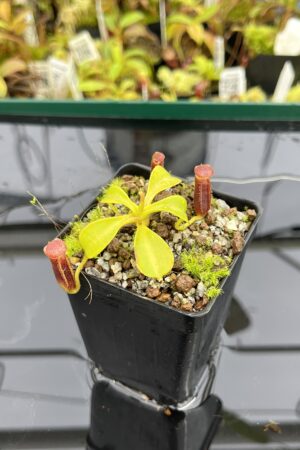 Close Up of Nepenthes lowii | Borneo Exotics | BE-3100 | H24883