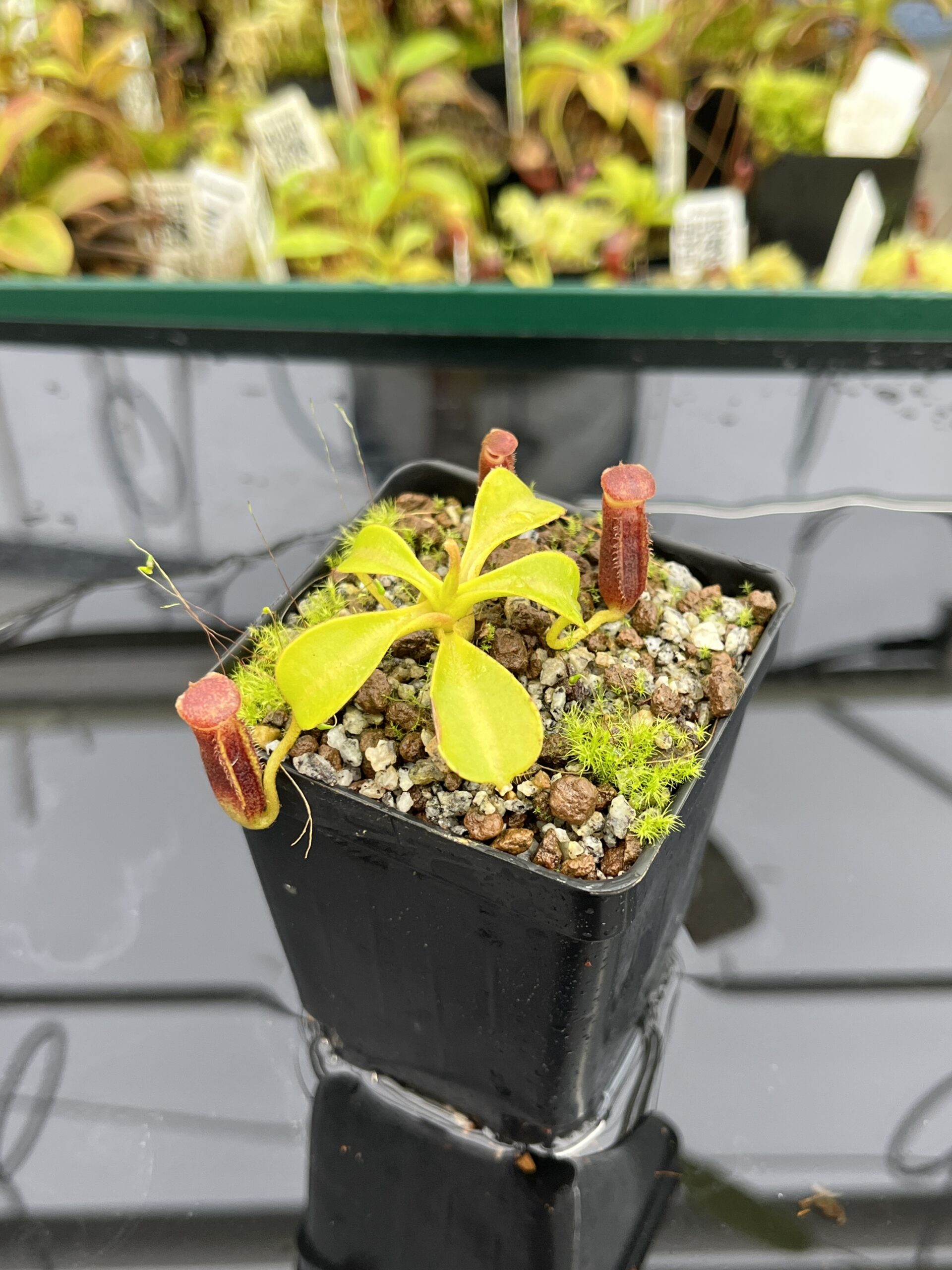 Close Up of Nepenthes lowii | Borneo Exotics | BE-3100 | H24883
