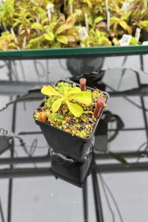 Close Up of Nepenthes lowii | Borneo Exotics | BE-3100 | H25081