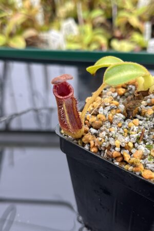 Close Up of Nepenthes lowii | Borneo Exotics | BE-4629 | H24885