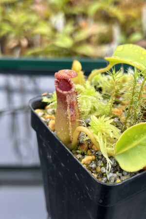 Close Up of Nepenthes lowii (Gunung Mentapok, Borneo) | Andreas Wistuba | AW-06 | H25075