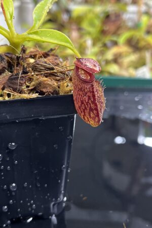 Close Up of Nepenthes (lowii x macrophylla) x aristolochioides | Borneo Exotics | BE-4503 | H25225