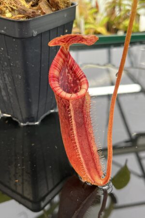Close Up of Nepenthes (lowii x macrophylla) x burbidgeae | Borneo Exotics | BE-4610 | H24954