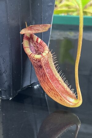 Close Up of Nepenthes (lowii x macrophylla) x burbidgeae | Borneo Exotics | BE-4610 | H25209