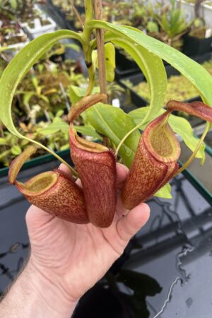 Close Up of Nepenthes (lowii x merrilliana) x inermis | Andreas Wistuba | AW-ISC | H24997