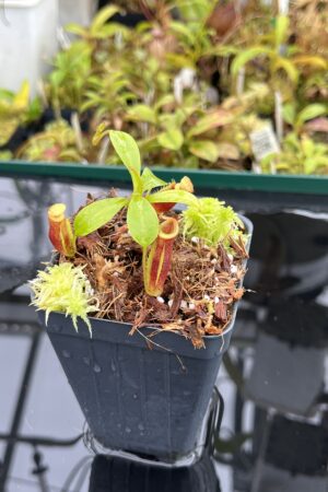 Close Up of Nepenthes (lowii x merrilliana) x inermis | Andreas Wistuba | AW-ISC | H25099