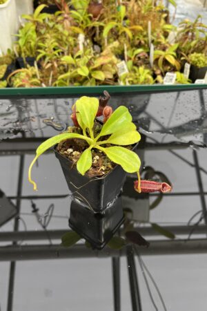 Close Up of Nepenthes (lowii x truncata) x (burbidgeae x lowii) | Andreas Wistuba | AW-ISC | IN25200