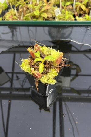 Close Up of Nepenthes (lowii x truncata) x macrophylla | Andreas Wistuba | AW-ISC | H24988