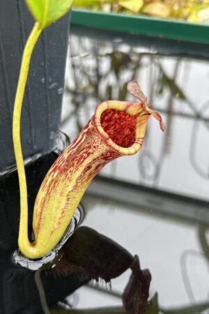 Close Up of Nepenthes [(lowii x veitchii) red x burbidgeae] x (lowii x Gothica) - 'Warped Peristome' | Florae Collaborative | FC-186.01 | IN25100