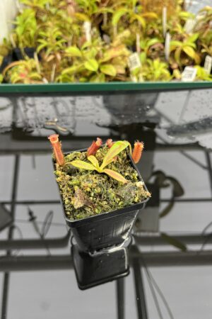 Close Up of Nepenthes {[(lowii x veitchii) x boschiana] x [(veitchii x maxima) x veitchii]} x edwardsiana | Florae Collaborative | FC-145.03 | IN25196