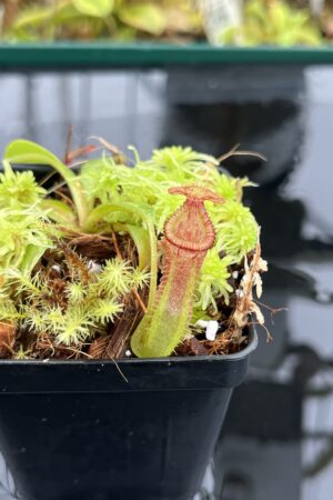Close Up of Nepenthes {[(lowii x veitchii) x boschiana] x [(veitchii x maxima) x veitchii]} x edwardsiana | Florae Collaborative | FC-145.12 | IN25107