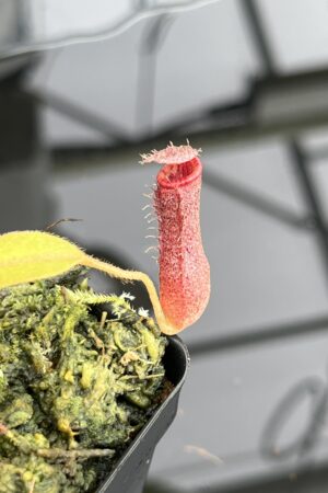 Close Up of Nepenthes [(lowii x veitchii) x boschiana] x [(veitchii x maxima) x veitchii] x (lowii x merrilliana) | Florae | Clone 5 | Florae Collaborative | FC-398.05 | IN24830