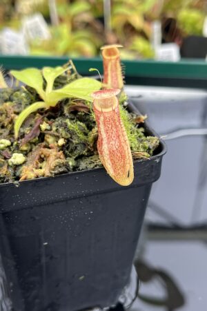 Close Up of Nepenthes maxima x villosa | JH | Clone 1 | Jeremiah Harris | JH-375.01 | IN24828