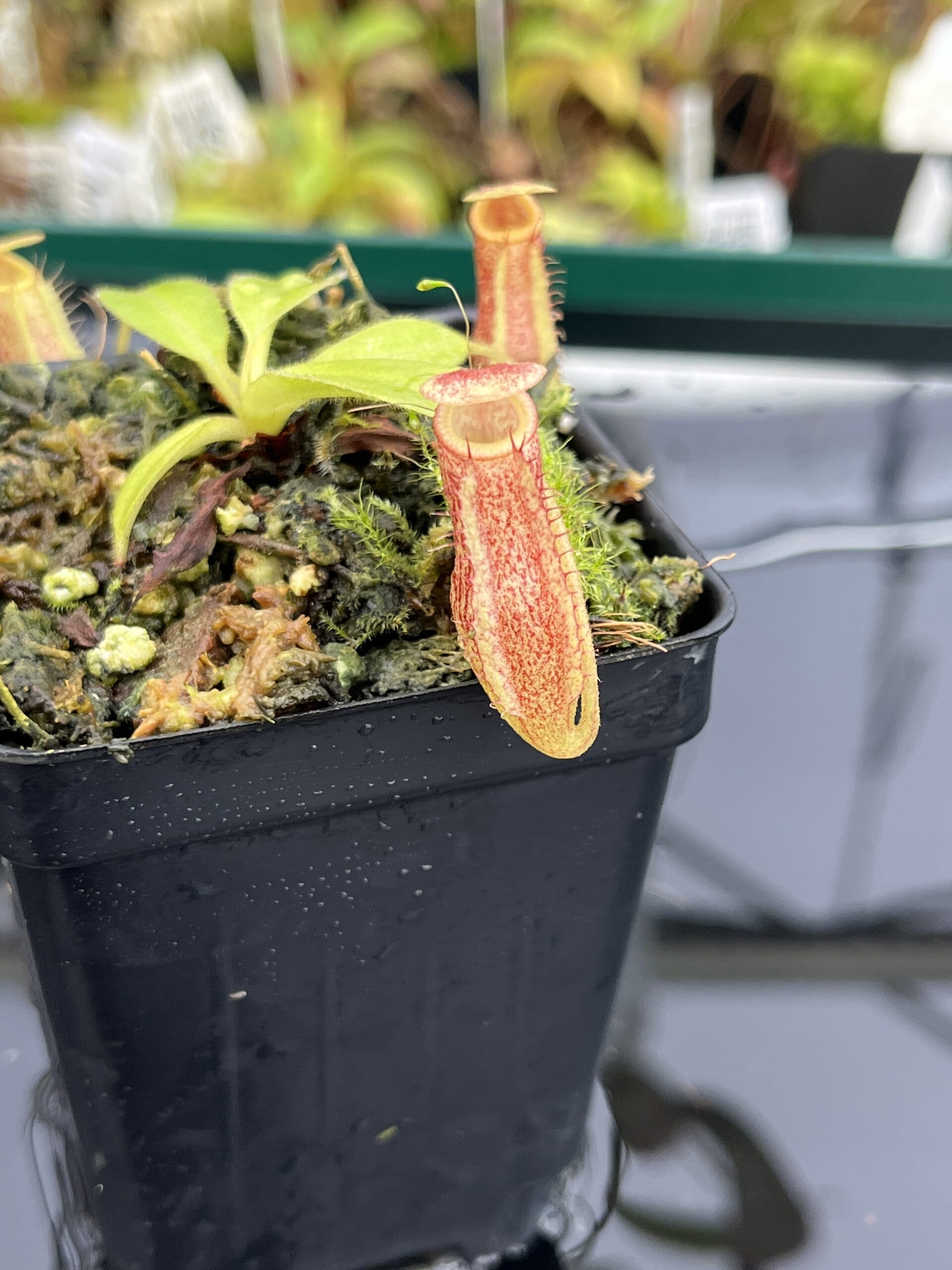 Close Up of Nepenthes maxima x villosa | JH | Clone 1 | Jeremiah Harris | JH-375.01 | IN24828