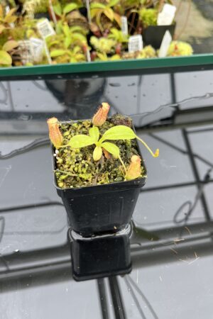 Close Up of Nepenthes maxima x villosa | Jeremiah Harris | Assorted Clones | | -375 | IN24831