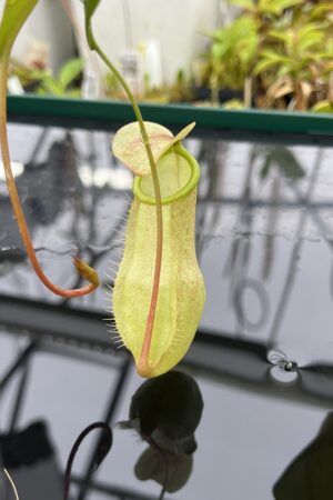 Close Up of Nepenthes merrilliana | Borneo Exotics | BE-3727 | L25140