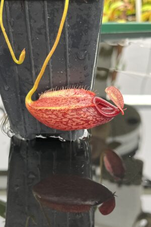 Close Up of Nepenthes merrilliana x aristolochioides | Borneo Exotics | BE-3877 | IN25170