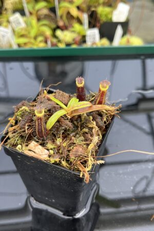 Close Up of Nepenthes mikei | Borneo Exotics | BE-3506 | H24874