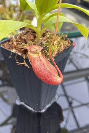 Close Up of Nepenthes mira | Borneo Exotics | BE-3979 | H24854