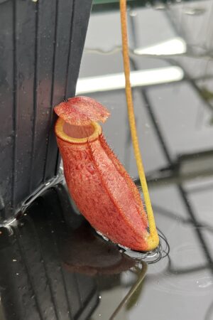 Close Up of Nepenthes mira | Borneo Exotics | BE-3979 | H24953