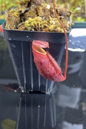 Close Up of Nepenthes mira | Borneo Exotics | BE-3979 | H25211
