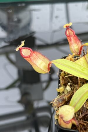 Close Up of Nepenthes mirabilis var. globosa x hamata | Borneo Exotics | BE-3685 | IN24817