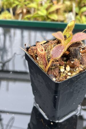 Close Up of Nepenthes mollis | Borneo Exotics | BE-3921 | H25067