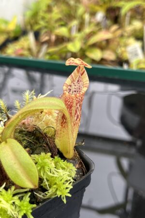 Close Up of Nepenthes mollis SG x eymae (G. Tambusisi, SG) | MKS | Assorted Clones | Florae Collaborative | FC-446 | IN25101