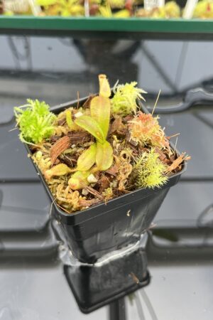 Close Up of Nepenthes mollis (tricolor) x mollis (Jeff Shafer) | FB | Florae | Florae Collaborative | FC-343.01 | H24867