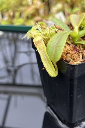 Close Up of Nepenthes mollis (tricolor) x veitchii ‘Candy Dreams’ | FB | Clone 4 | Florae Collaborative | FC-342.04 | IN24840