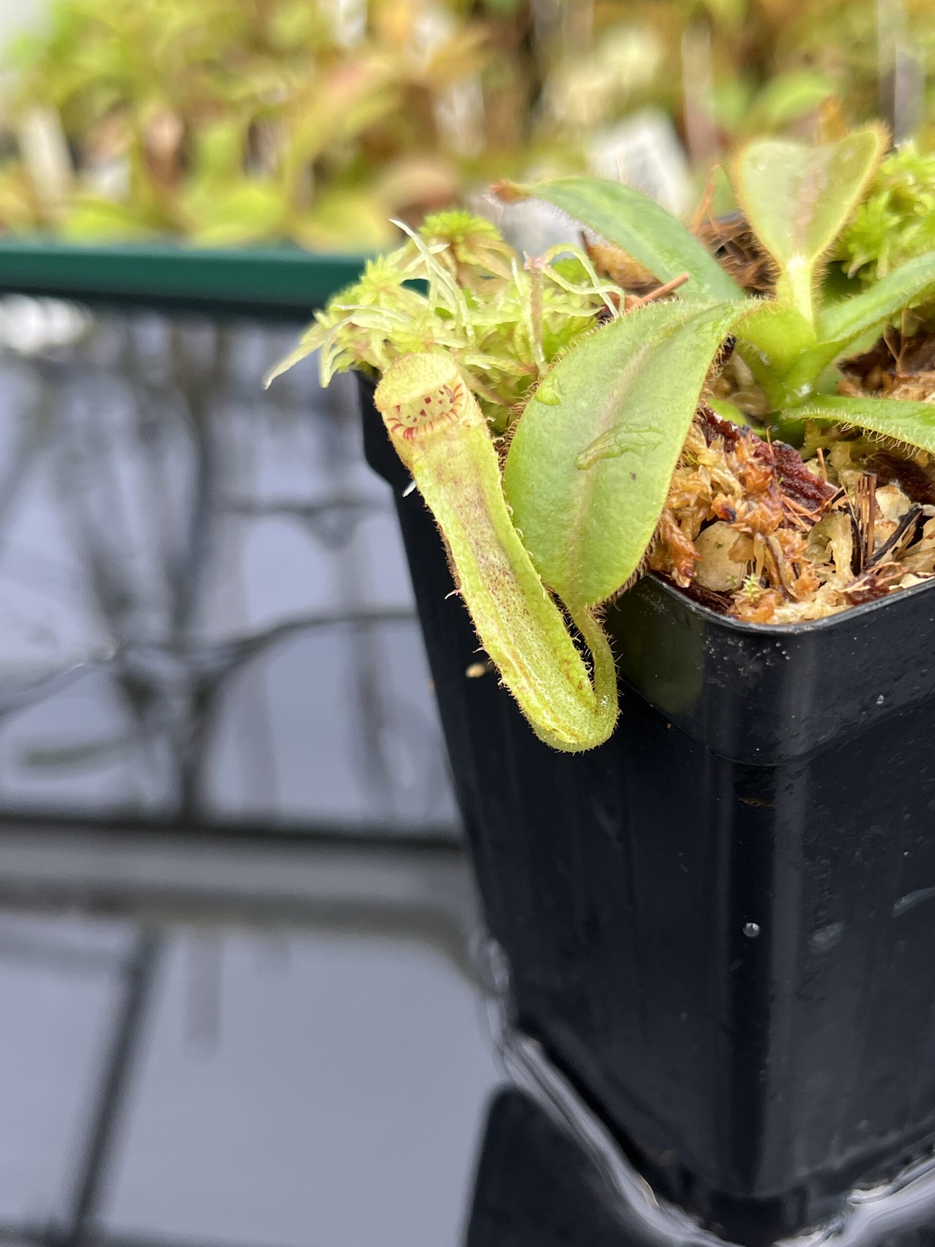 Close Up of Nepenthes mollis (tricolor) x veitchii ‘Candy Dreams’ | FB | Clone 4 | Florae Collaborative | FC-342.04 | IN24840