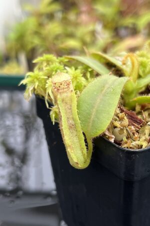 Close Up of Nepenthes mollis (tricolor) x veitchii ‘Candy Dreams’ | FB | Clone 4 | Florae Collaborative | FC-342.04 | IN25105