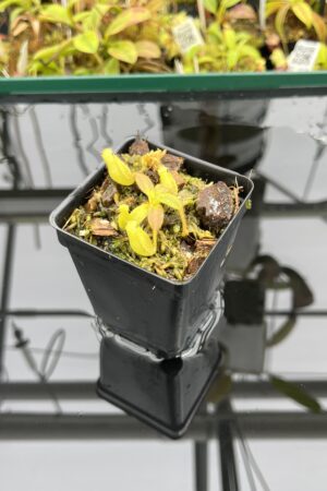 Close Up of Nepenthes mollis x diabolica #1 | MKS | Florae | Clone 1 | Florae Collaborative | FC-440.01 | H25073