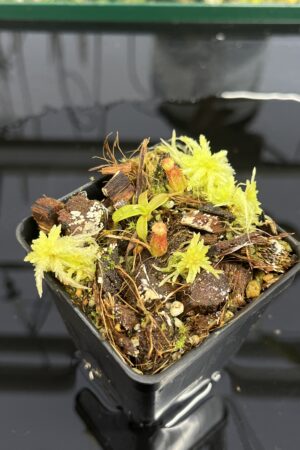 Close Up of Nepenthes mollis x diabolica #2 | Florae Collaborative | FC-441 | H24984