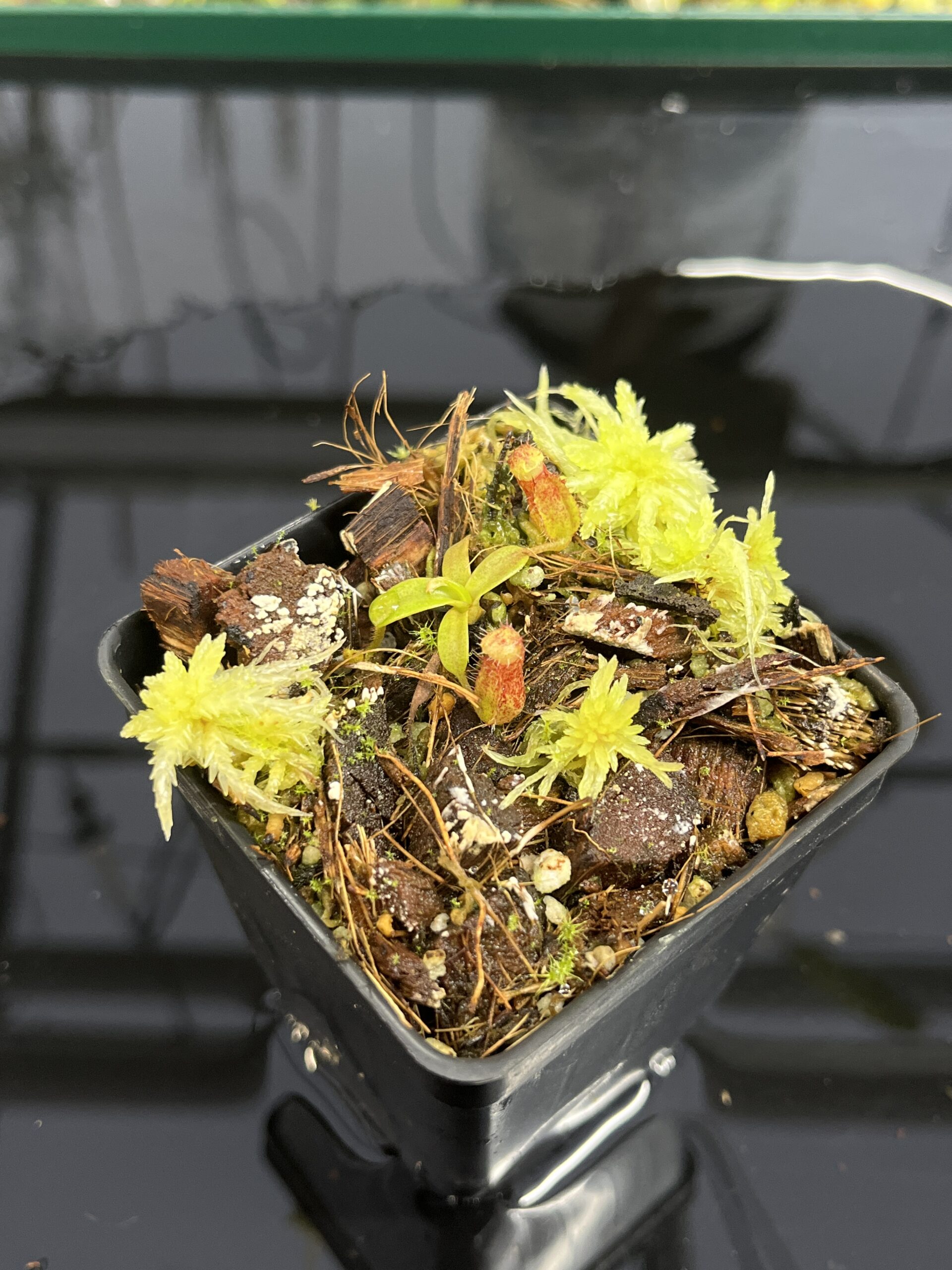 Close Up of Nepenthes mollis x diabolica #2 | Florae Collaborative | FC-441 | H24984