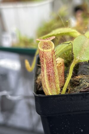 Close Up of Nepenthes mollis x eymae | MKS | Florae | Seed Grown | Florae Collaborative | FC-446.00 | IN24818