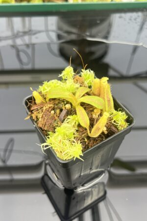 Close Up of Nepenthes (mollis x veitchii) x appendiculata | Mike Kevin Smith | MKS-525 | IN25007