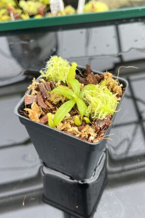 Close Up of Nepenthes (mollis x veitchii) x edwardsiana | Jeremiah Harris | JH-471.01 | IN24808