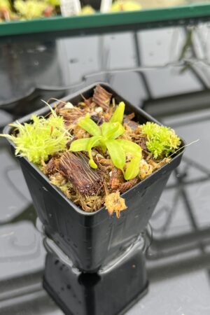 Close Up of Nepenthes (mollis x veitchii) x edwardsiana | Jeremiah Harris | JH-471.01 | IN24809