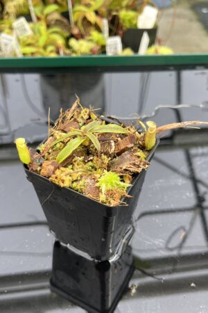 Close Up of Nepenthes monticola | Borneo Exotics | BE-3099 | H24875